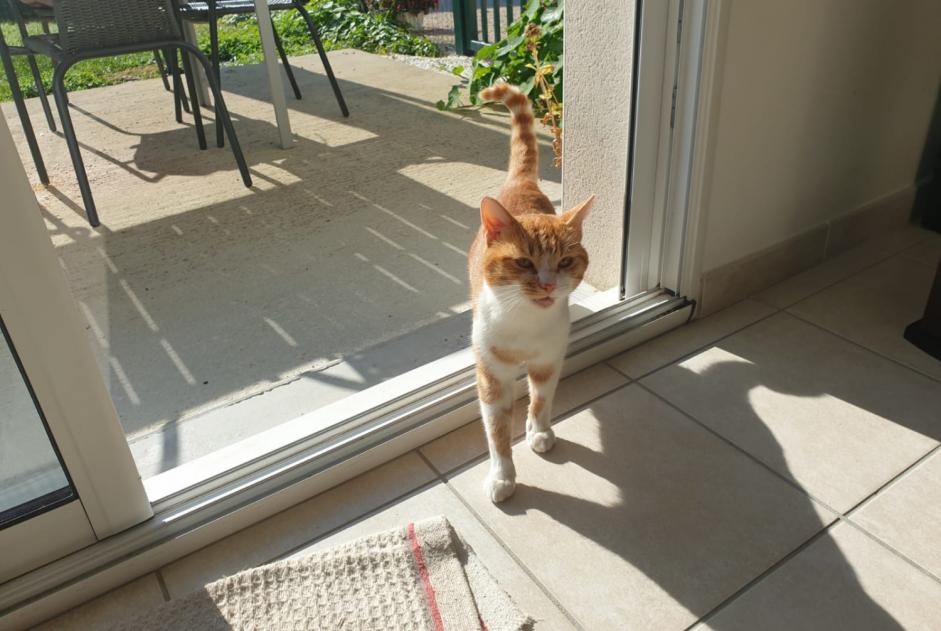 Vermisstmeldung Katze  Männliche , 4 jahre Faramans Frankreich