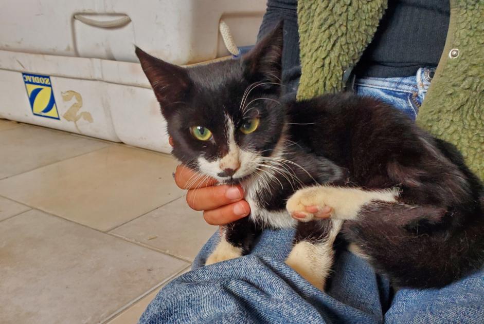 Fundmeldung Katze Unbekannt Serrières-sur-Ain Frankreich