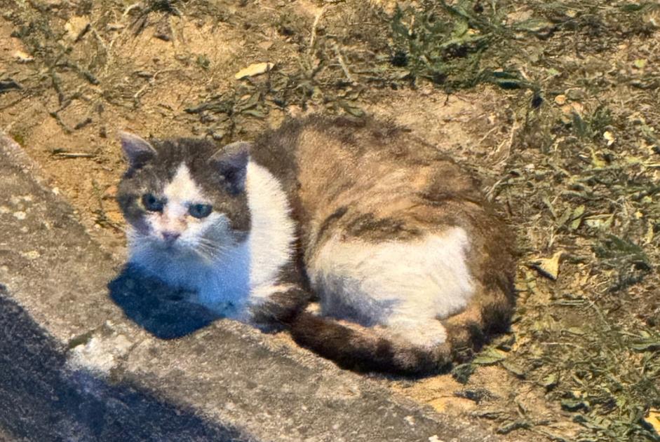 Fundmeldung Katze Unbekannt , 5 Jahre Fareins Frankreich