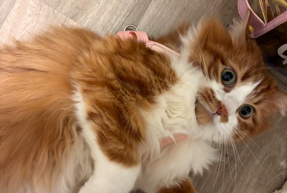 Vermisstmeldung Katze Männliche , 6 jahre Divonne-les-Bains Frankreich