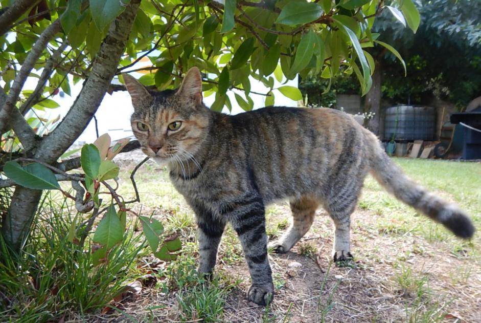 Disappearance alert Cat  Female , 16 years Lagnieu France