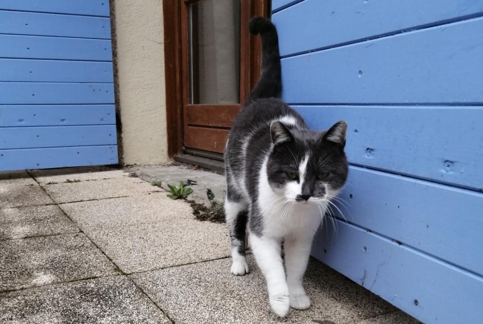 Discovery alert Cat Male , Between 9 and 12 months Saint-Maurice-de-Gourdans France Discovery alert Cat Male , Between 9 and 12 months Saint-Maurice-de-Gourdans France