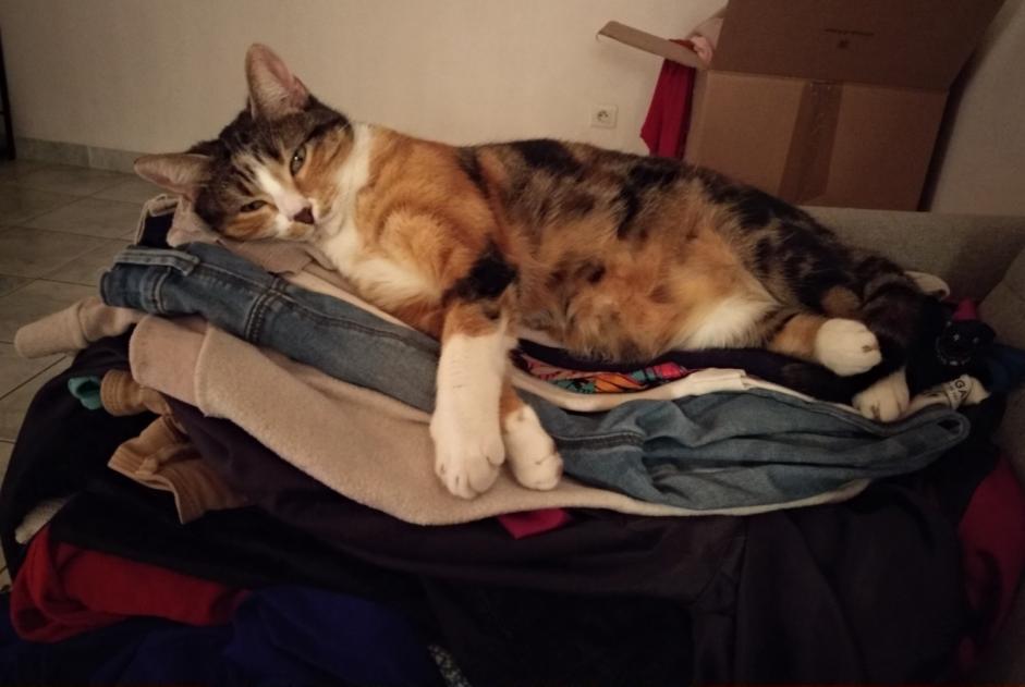 Disappearance alert Cat  Female , 5 years Malafretaz France