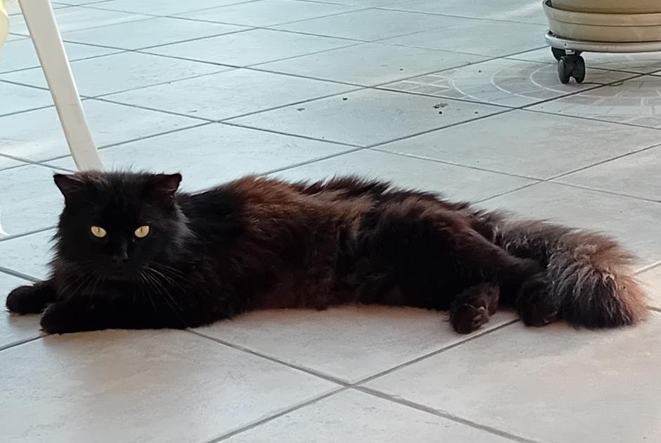 Discovery alert Cat Male Beaupont France
