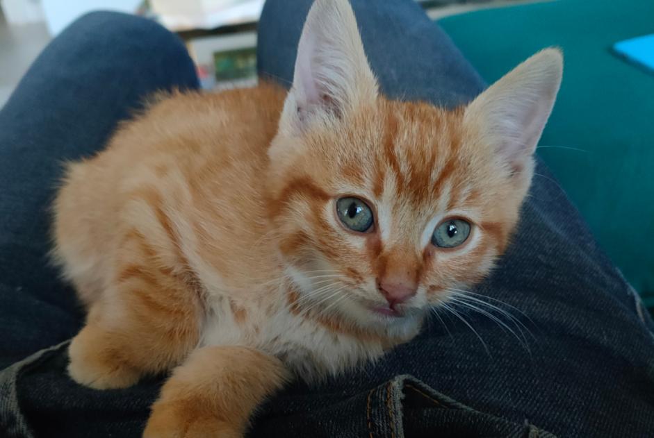 Discovery alert Cat Male , Between 1 and 3 months Châtillon-sur-Chalaronne France
