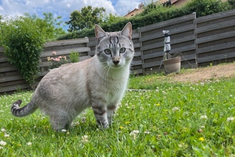 Disappearance alert Cat Male , 1 years Fareins France