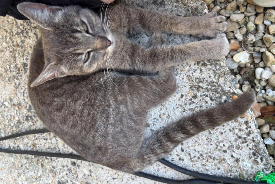 Discovery alert Cat Female Marboz France