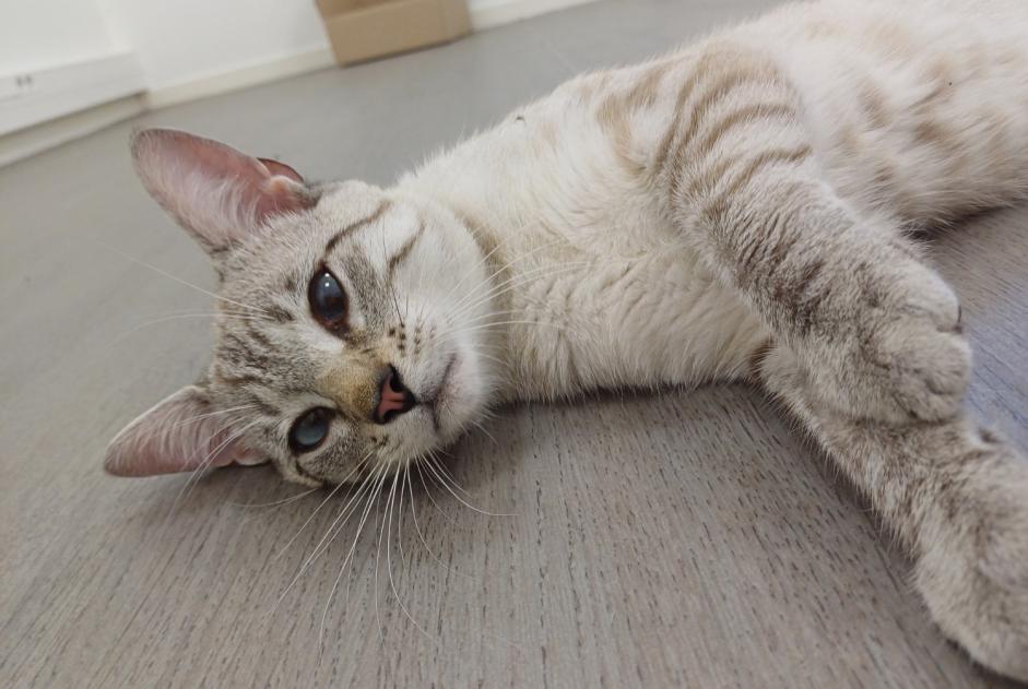 Discovery alert Cat miscegenation  Male , 1 year Marboz France