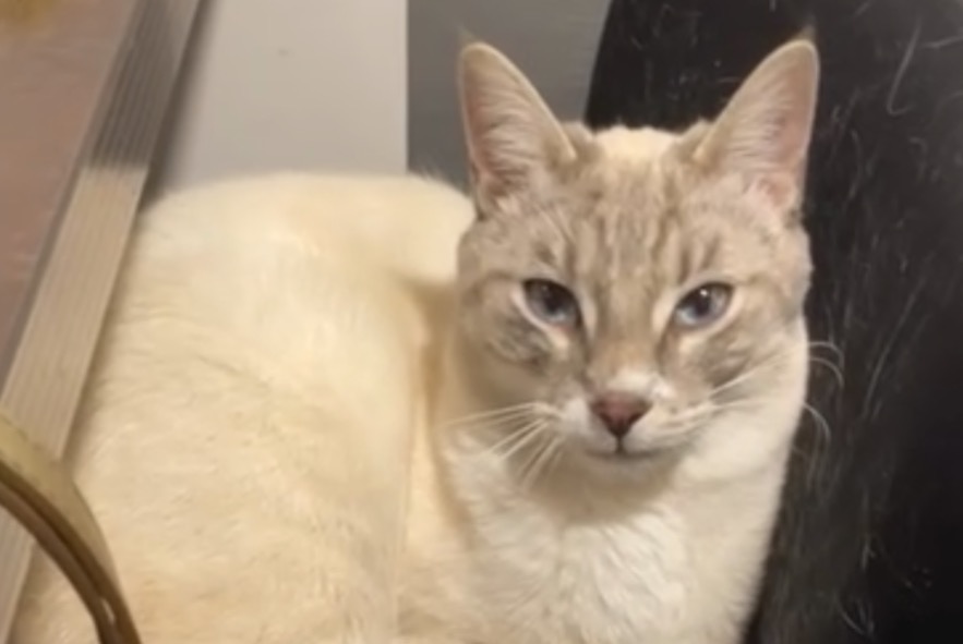 Disappearance alert Cat miscegenation  Male , 1 years Francheleins France