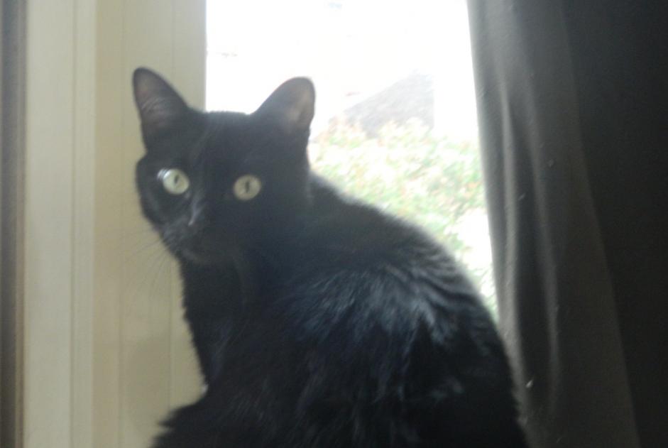 Disappearance alert Cat  Female , 7 years Bourg-en-Bresse France