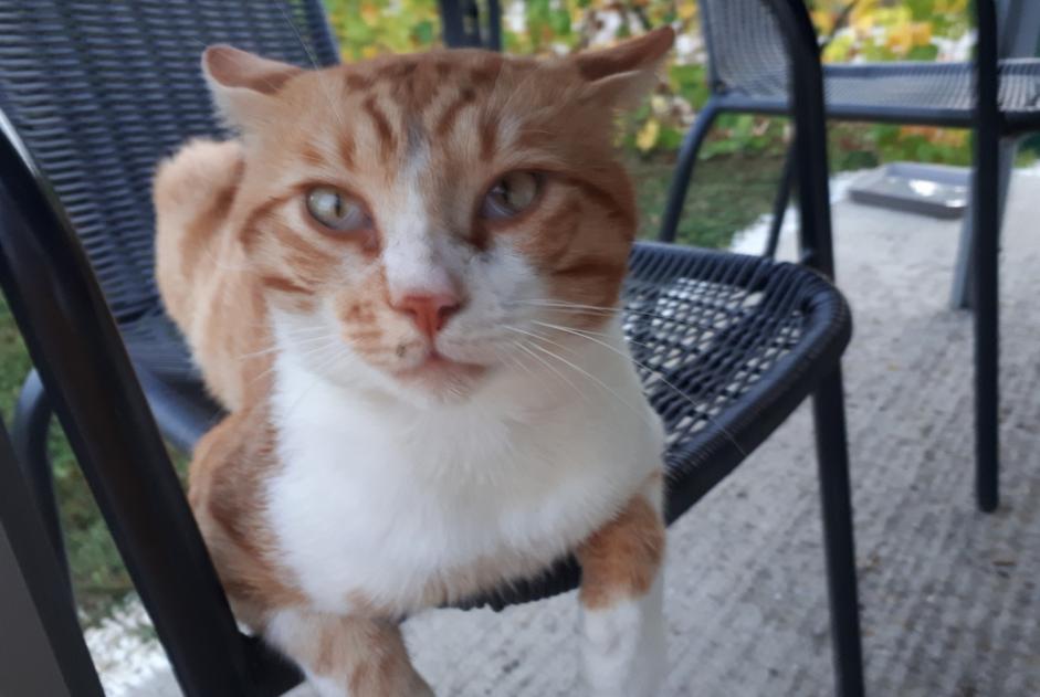 Alerta de Desaparición Gato Macho , 8 años Faramans Francia