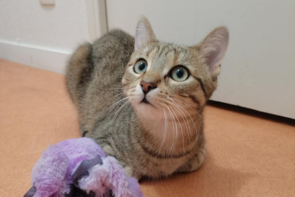 Alerta de Desaparición Gato Hembra , 1 años Péronnas Francia
