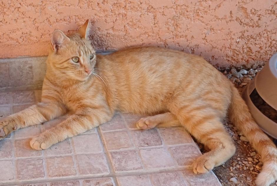 Alerta de Desaparición Gato  Macho , 2 años Servas Francia