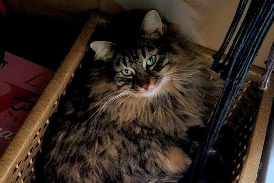 Alerta de Desaparición Gato cruce Macho , 3 años Bourg-en-Bresse Francia Alerta de Desaparición Gato cruce Macho , 3 años Bourg-en-Bresse Francia