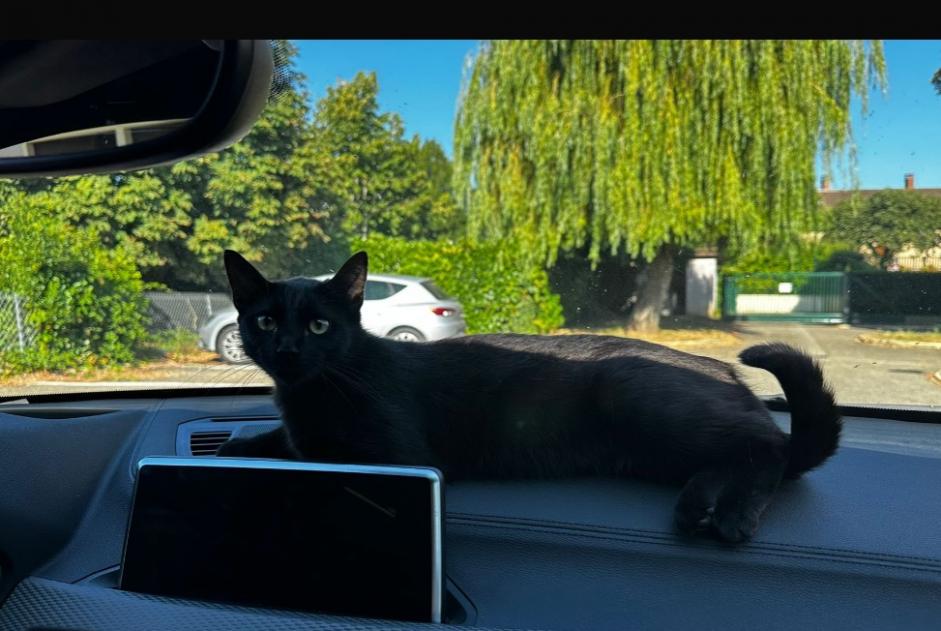Alerta de Hallazgo Gato Hembra Vonnas Francia