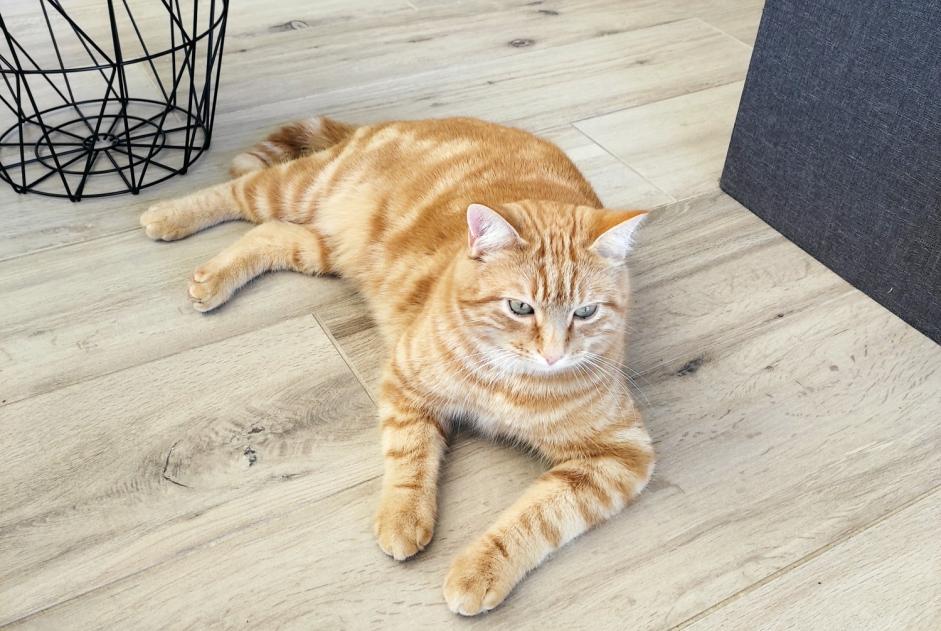 Alerta de Desaparición Gato Macho , 3 años Chavannes-sur-Reyssouze Francia