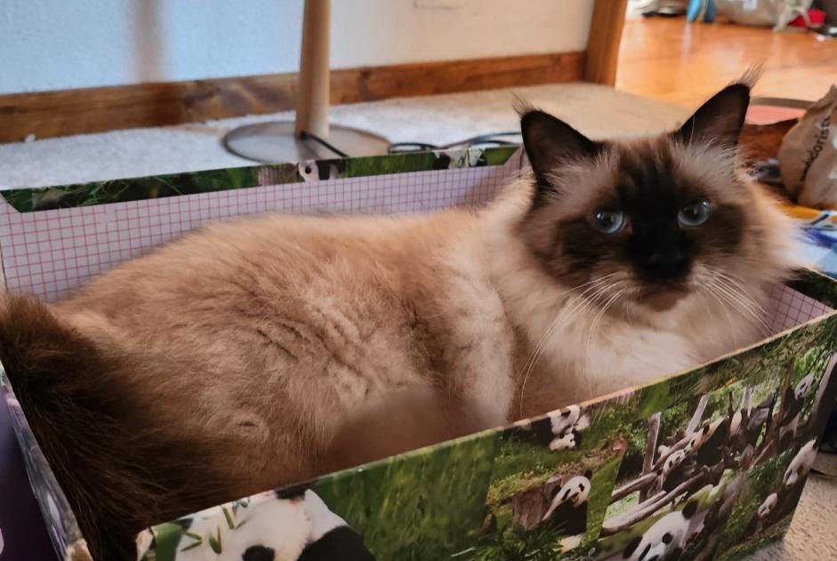 Alerta de Desaparición Gato  Macho , 3 años Crozet Francia