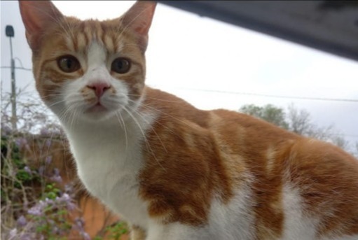 Alerte Disparition Chat Mâle , 1 ans Pérouges France