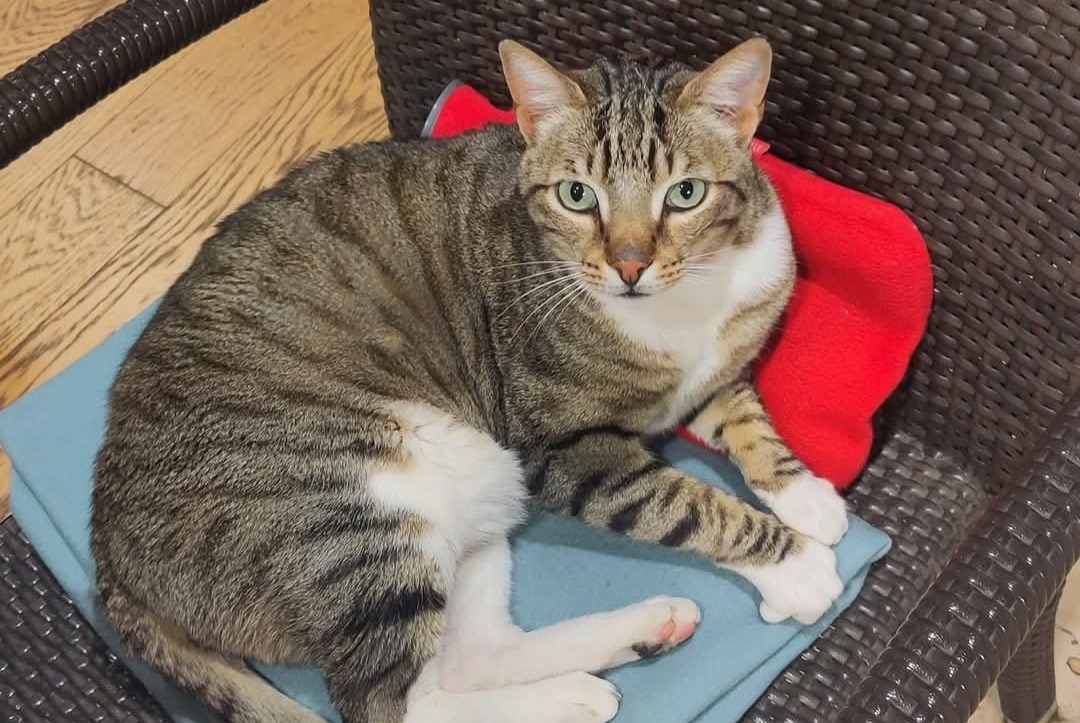 Alerte Disparition Chat Mâle , 5 ans Ferney-Voltaire France Alerte Disparition Chat Mâle , 5 ans Ferney-Voltaire France