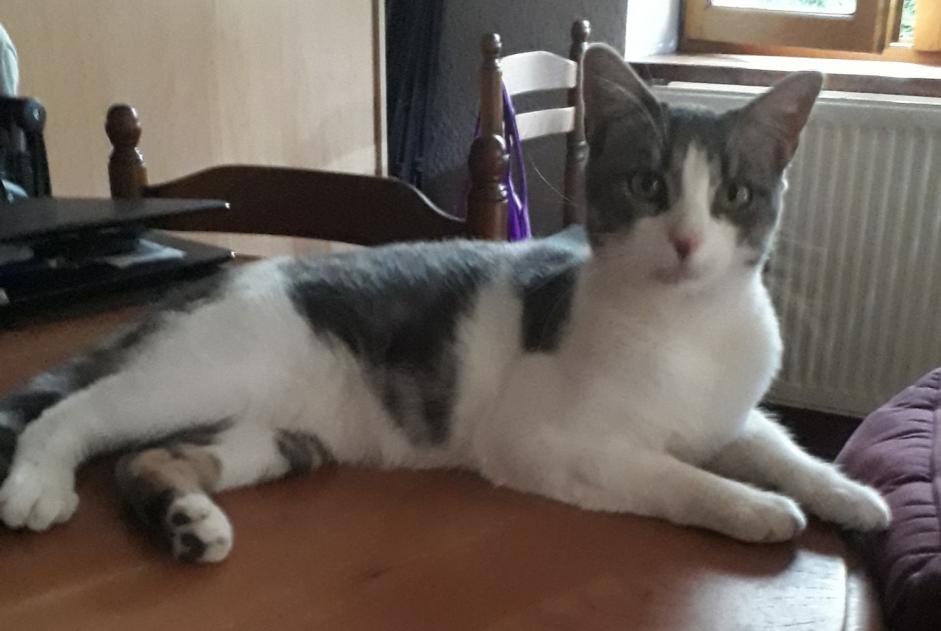 Alerte Découverte Chat  Mâle Jassans-Riottier France