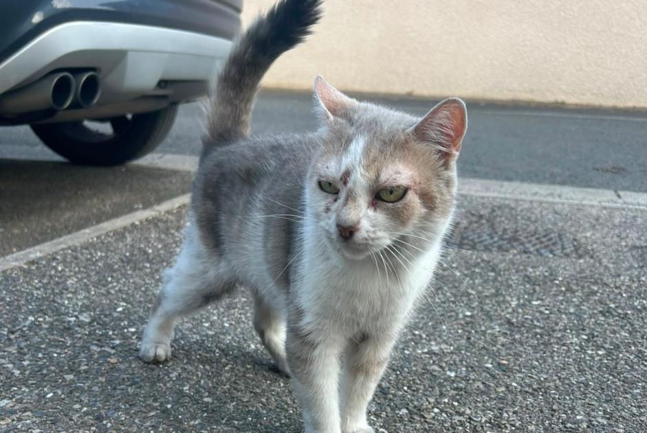 Alerte Découverte Chat Inconnu Toussieux France