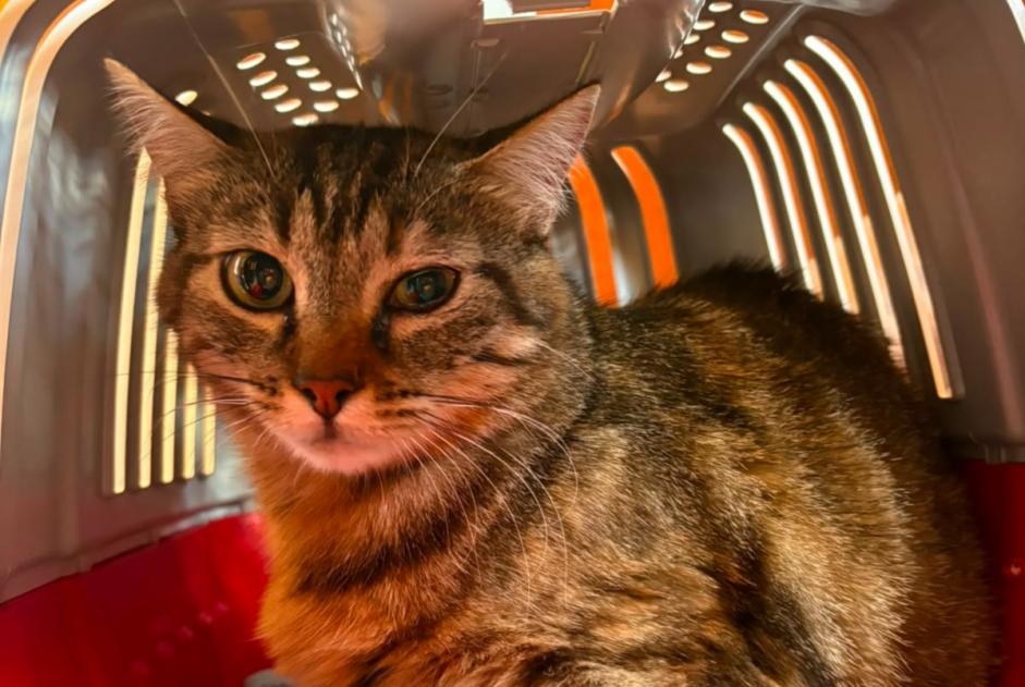 Alerte Disparition Chat Femelle , 4 ans Saint-Jean-de-Niost France