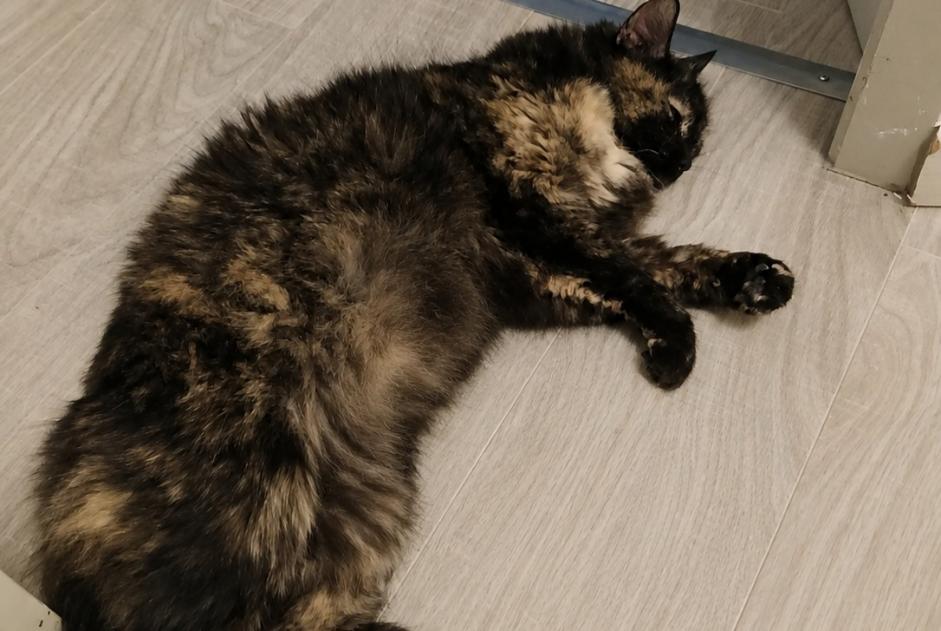 Alerte Disparition Chat croisement  Femelle , 13 ans Culoz-Béon France