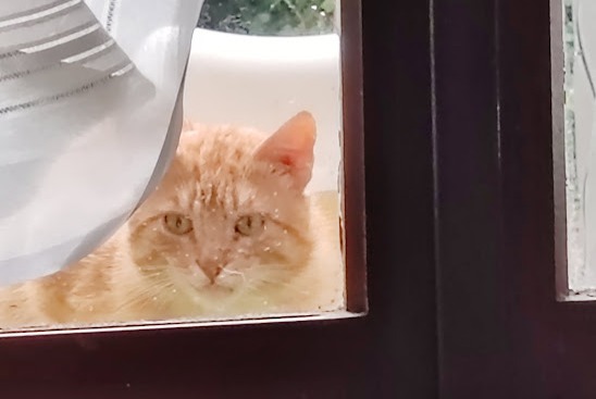 Avviso Ritrovamento Gatto Non conosciuta Saint-Didier-sur-Chalaronne Francia