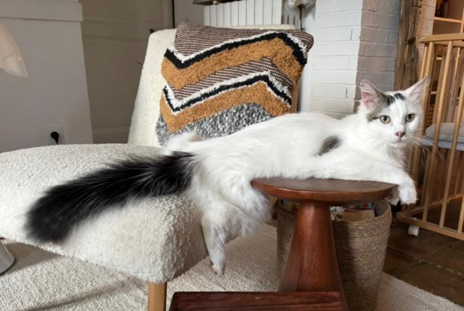 Avviso scomparsa Gatto  Maschio , 2 anni Bâgé-Dommartin Francia