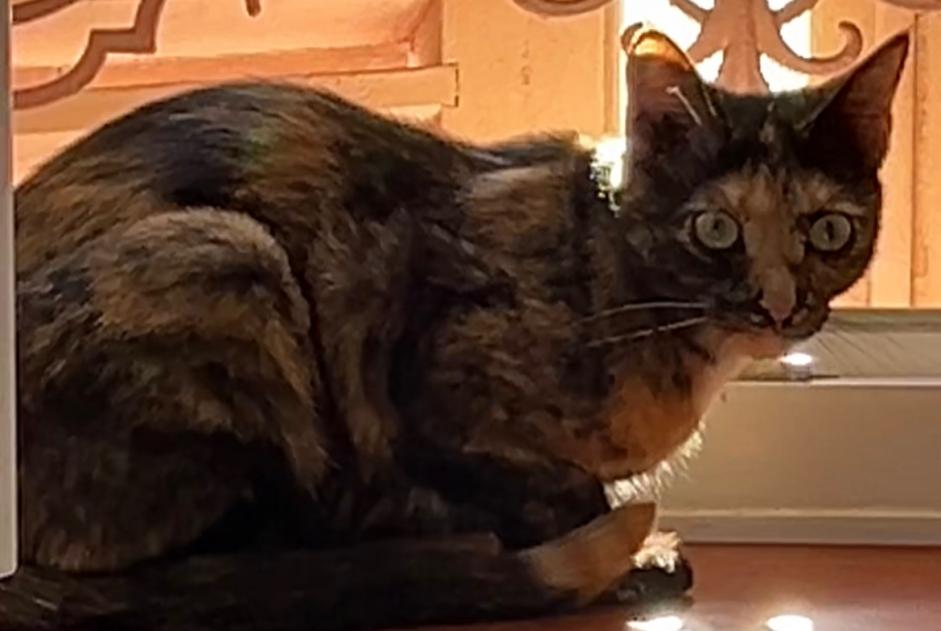 Avviso scomparsa Gatto Femmina , 2 anni Simandre-sur-Suran Francia