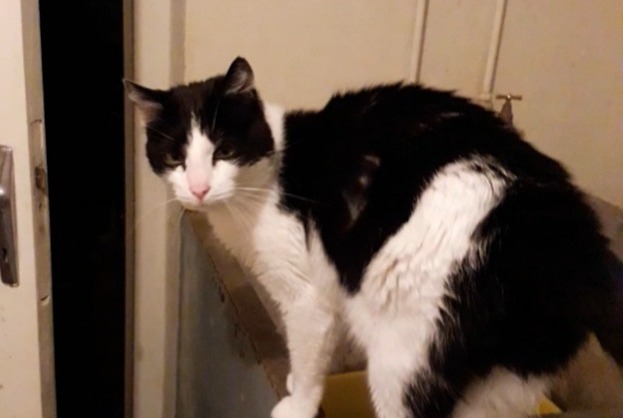 Alerta desaparecimento Gato cruzamento  Macho , 11 anos Saint-Just France