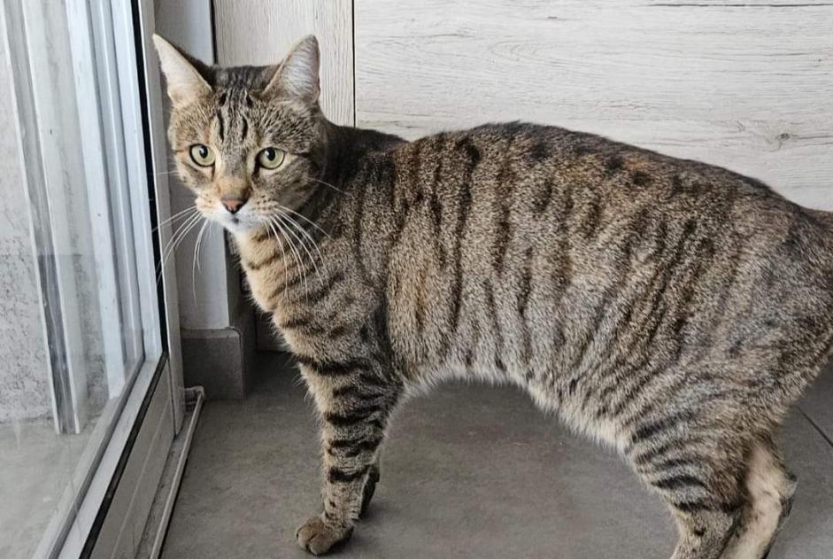 Alerta desaparecimento Gato cruzamento  Fêmea , 5 anos Vonnas France