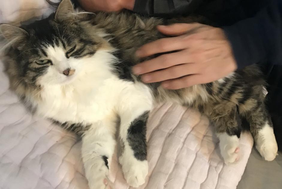 Alerta desaparecimento Gato cruzamento  Macho , 3 anos Saint-Genis-Pouilly France