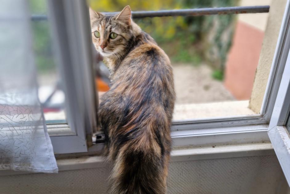 Alerta descoberta Gato cruzamento  Fêmea , 2 anos Bourg-en-Bresse France