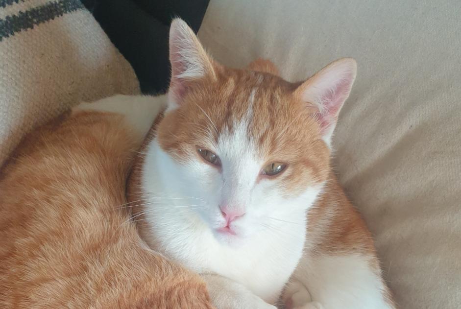 Alerta desaparecimento Gato Macho , 1 anos Châtillon-sur-Chalaronne France